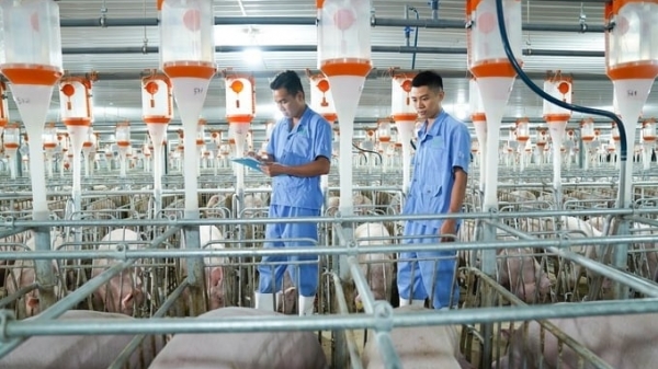 BaF aims to increase the total herd of sows to 75,000 heads